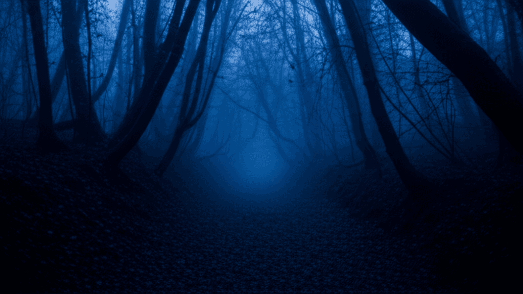 Forest path at twilight